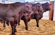 touros PAD SANTA GERTRUDIS 2022