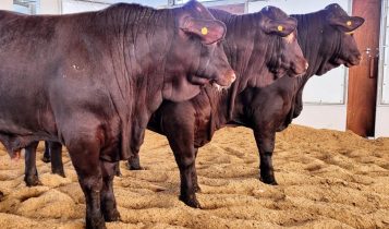 touros PAD SANTA GERTRUDIS 2022