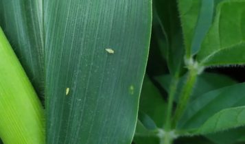 Erradicação do milho voluntário é passo crucial no controle da cigarrinha do milho