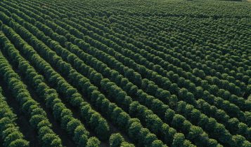 Femagri compensará consumo de carbono com Projeto de Agricultura Regenerativa