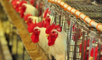 Exportações de carne de frango confirmam projeções positivas e fecham ano com alta de 0,6%
