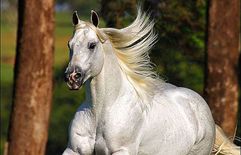 Esportes com cavalo: conheça 5 modalidades