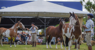 Exposição Mancha Crioula revela expoentes bragados, oveiros e tobianos da raça