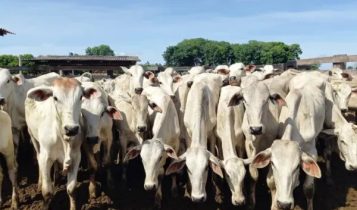 Preço do boi gordo em MT alcança o maior valor do ano em setembro, diz Imea