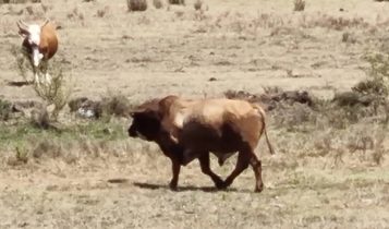 Pecuaristas registram perdas irreversíveis em 3º ano de La Niña