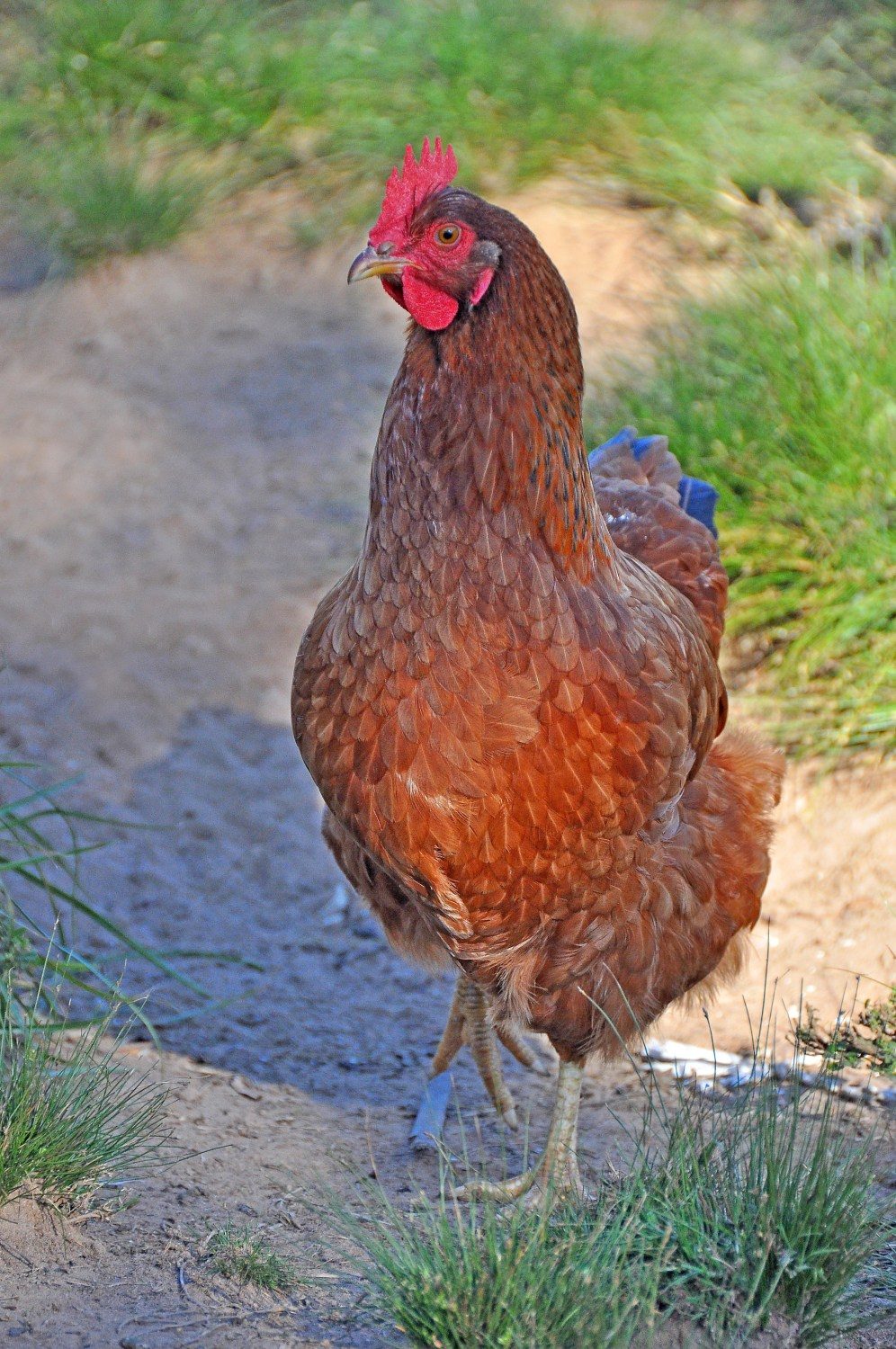 Galinha Caipira Poedeira Embrapa 051