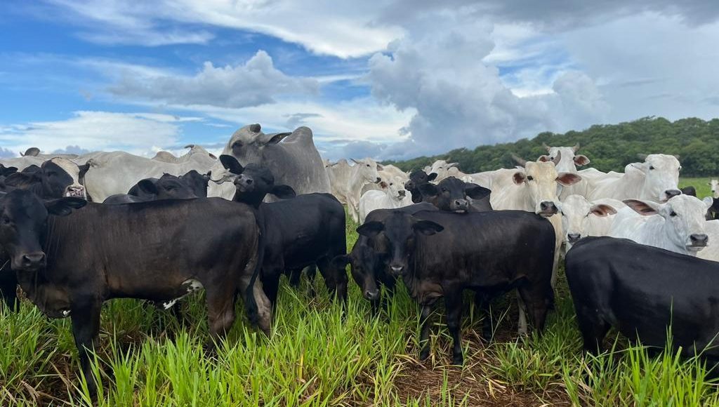 Novo levantamento da Premix aponta redução na emissão de carbono com uso de aditivo natural
