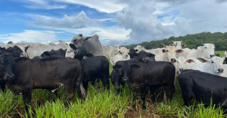 Novo levantamento da Premix aponta redução na emissão de carbono com uso de aditivo natural