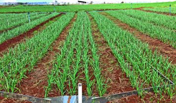 Como fazer o controle de plantas daninhas no cultivo do alho: veja dicas da Epagri