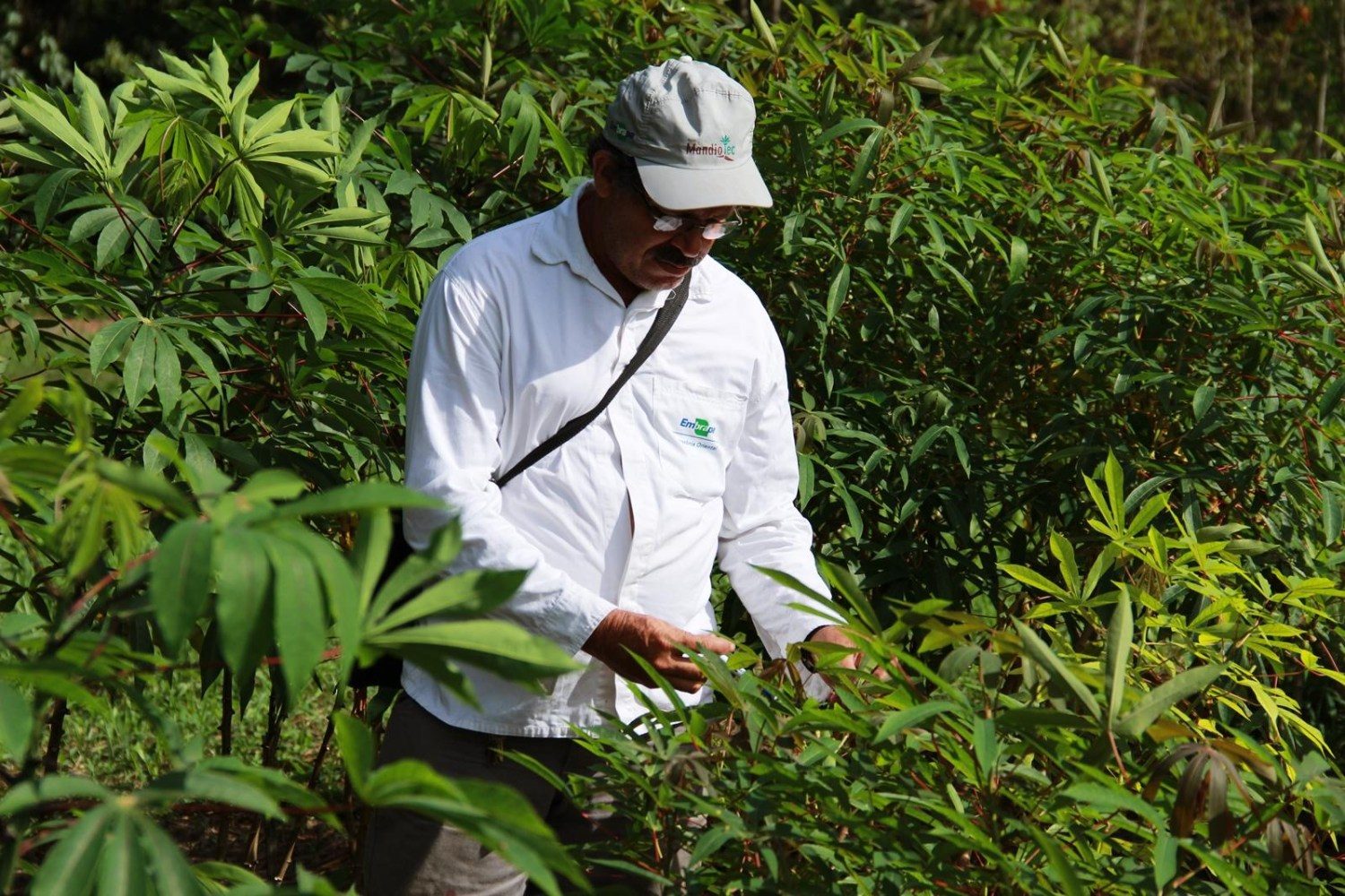 Plantio de mandioca - agronomo analisando folhas