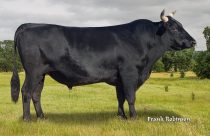 Wagyu: Arroba pode ter 220% de valorização; Veja!