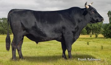 Wagyu: Arroba pode ter 220% de valorização; Veja!