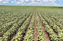 Soja secando com estiagem no rio grande do Sul