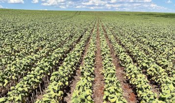 Soja secando com estiagem no rio grande do Sul