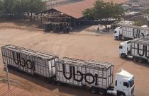 JBS compra R$ 77 milhões em gado da irmã JBJ