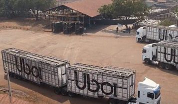 JBS compra R$ 77 milhões em gado da irmã JBJ