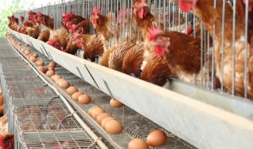 Preço dos ovos dispararam 60% e assustam consumidores