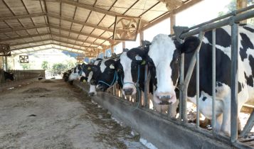 Registros da raça Holandesa no RS chegam a 9.260 animais