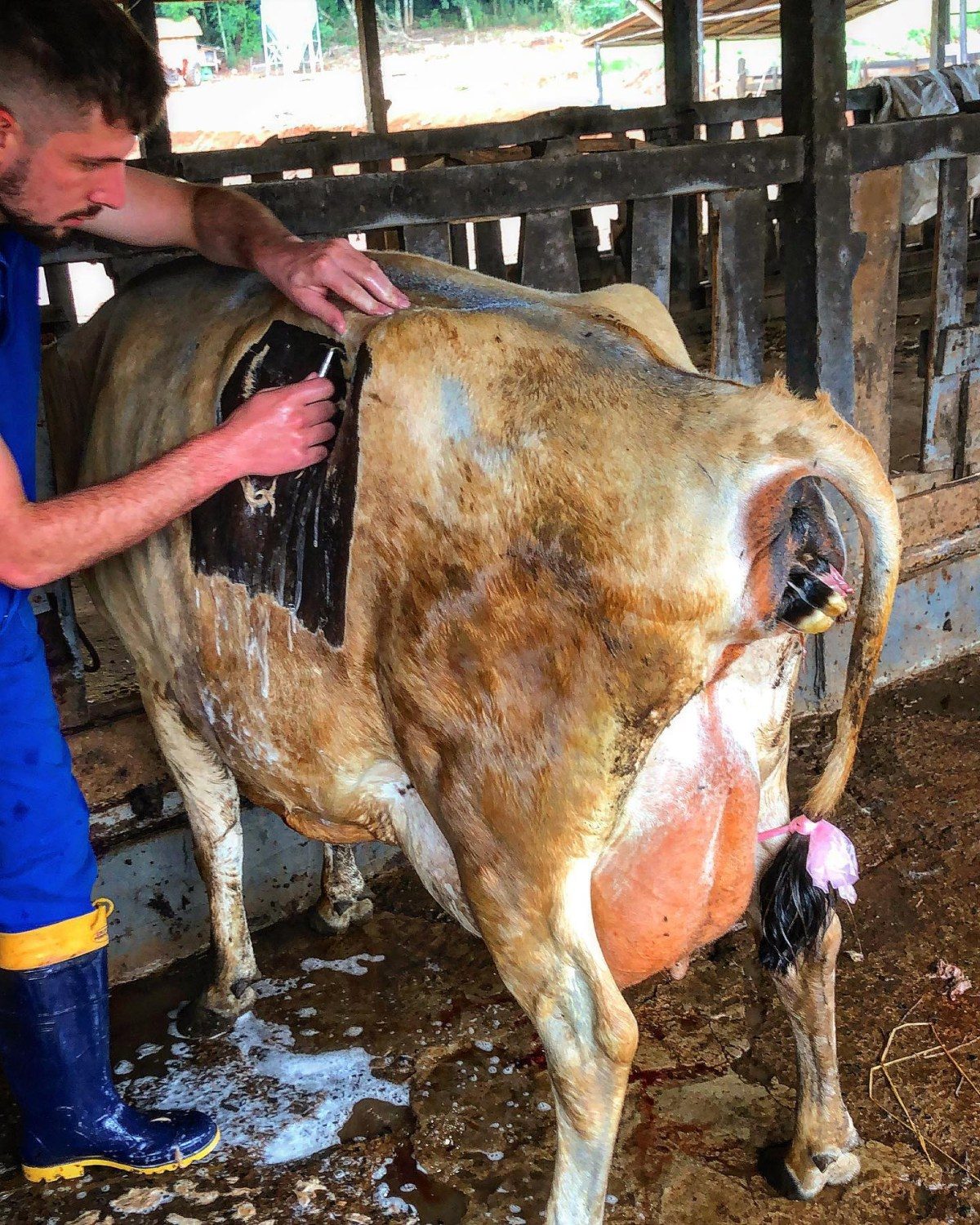 Veterinário faz cesária e bezerro monstruoso é retirado