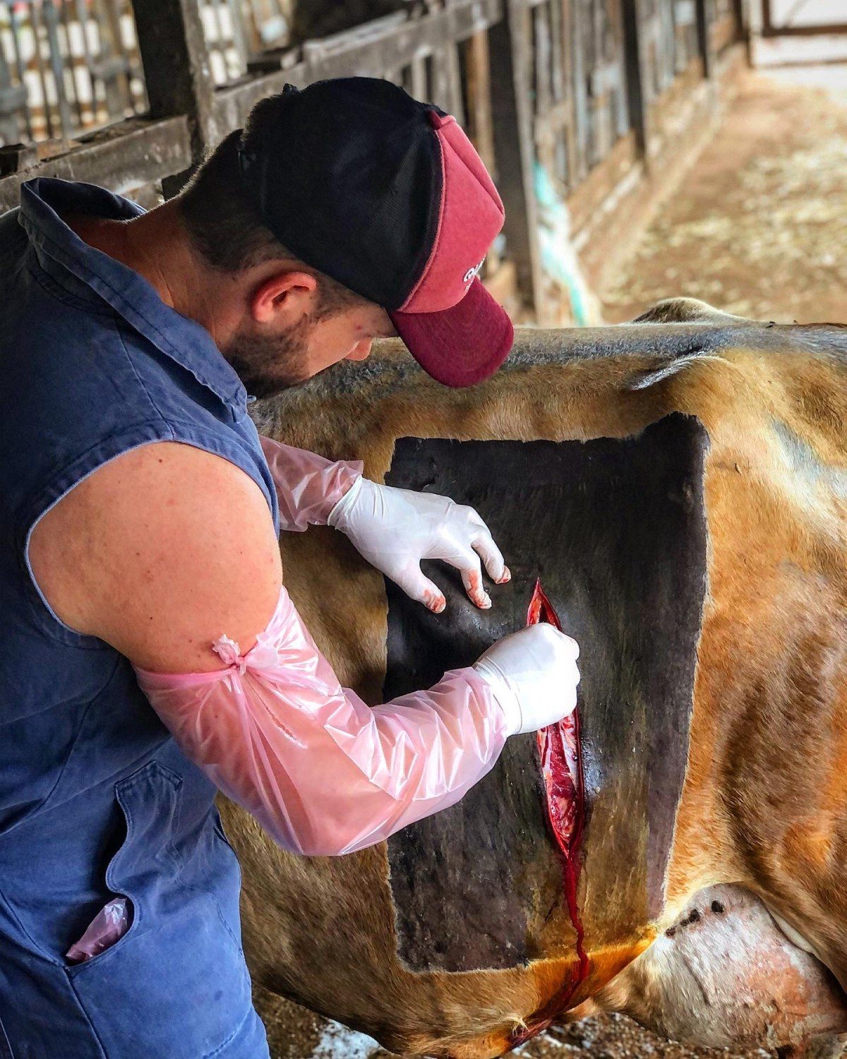 Veterinário faz cesária e bezerro monstruoso é retirado