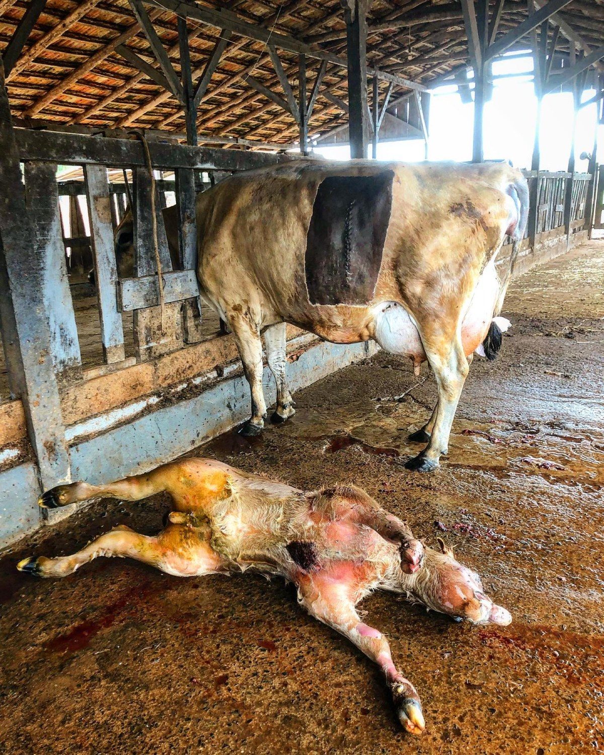 Veterinário faz cesária e bezerro monstruoso é retirado