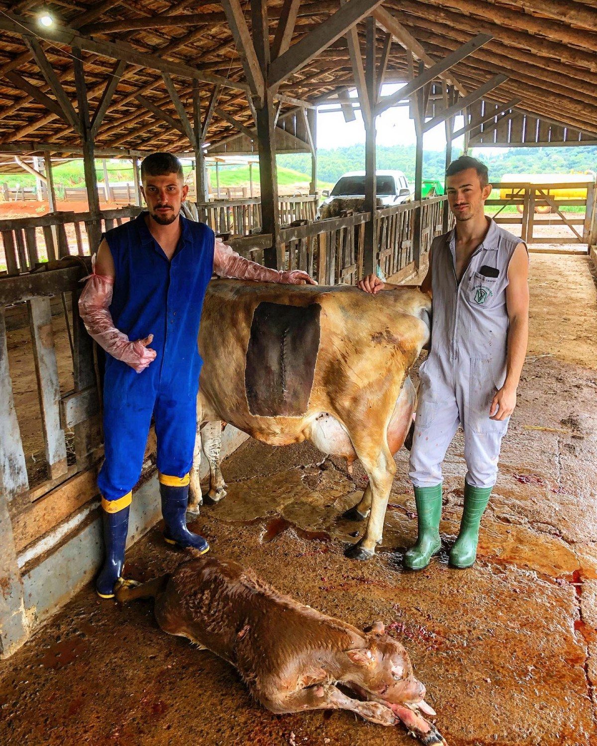 Veterinário faz cesária e bezerro monstruoso é retirado