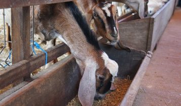 Mestrado UVA/Embrapa em Zootecnia abre inscrições para seleção 2023.1