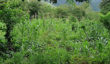 Curso potencial aborda da bioeconomia para a Caatinga