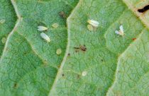 Para controlar a mosca branca, GO encerra o período de transplantio de mudas de tomate rasteiro