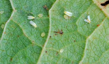 Para controlar a mosca branca, GO encerra o período de transplantio de mudas de tomate rasteiro