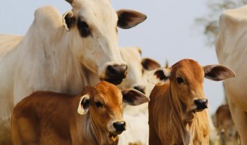Estresse em vacas gestantes: entenda os riscos para o futuro do rebanho