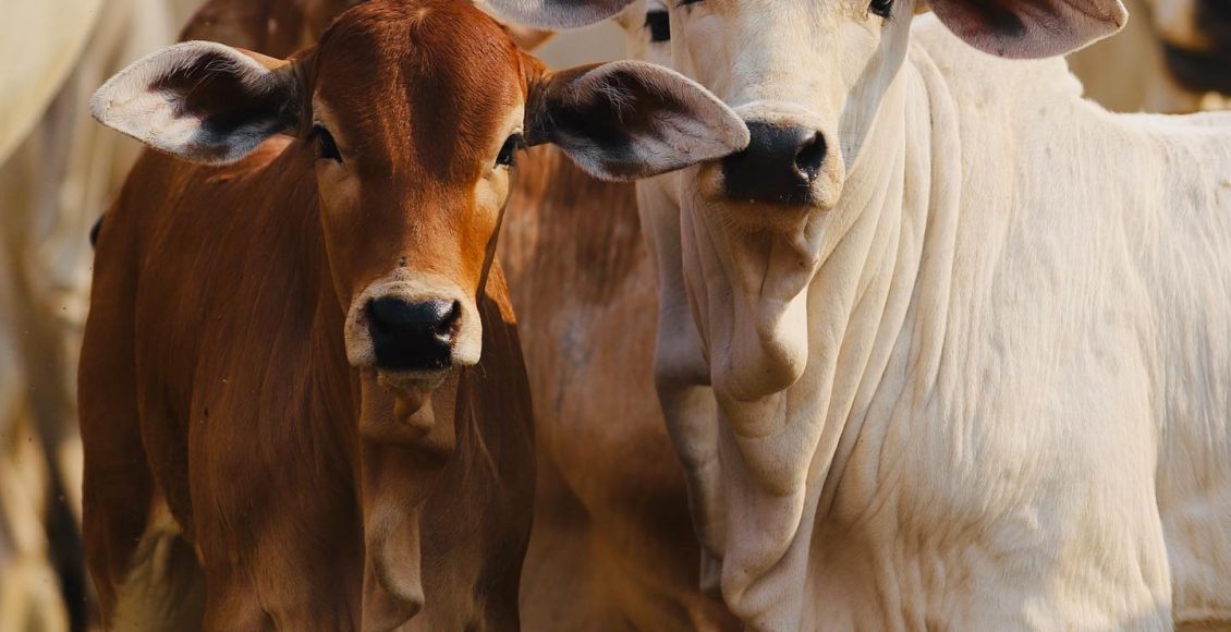 bezerros nelore nascendo vermelho - fazenda elge
