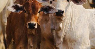 bezerros nelore nascendo vermelho - fazenda elge