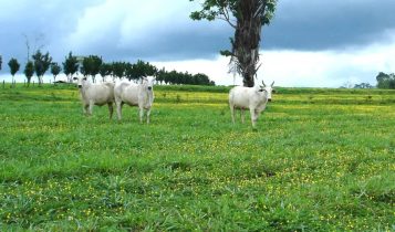 Pesquisa subsidia licenciamento ambiental agropecuário no Acre