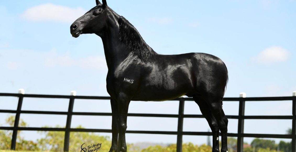 Você sabe diferenciar o Mangalarga do Mangalarga Marchador? Descubra agora