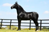 Você sabe diferenciar o Mangalarga do Mangalarga Marchador? Descubra agora