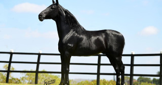 cavalo mangalarga marchador - amado ipe