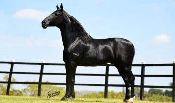 Você sabe diferenciar o Mangalarga do Mangalarga Marchador? Descubra agora