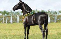 cavalo mangalarga marchador - amado ipe - 2