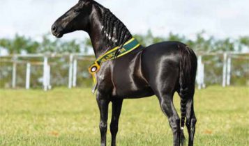 cavalo mangalarga marchador - amado ipe - 2