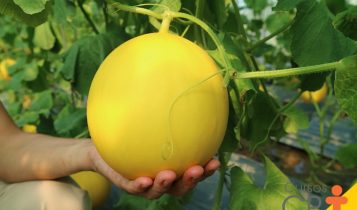 melão