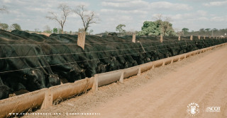 confina-Brasil-2022-mapeia-mais-de-3-9-milhoes-de-bovinos-de-sistemas-intensivos-foto-divulgacao-4