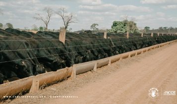 confina-Brasil-2022-mapeia-mais-de-3-9-milhoes-de-bovinos-de-sistemas-intensivos-foto-divulgacao-4