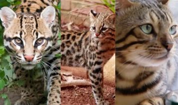 Saiba qual é a diferença entre gato bengal, gato-do-mato e jaguatirica