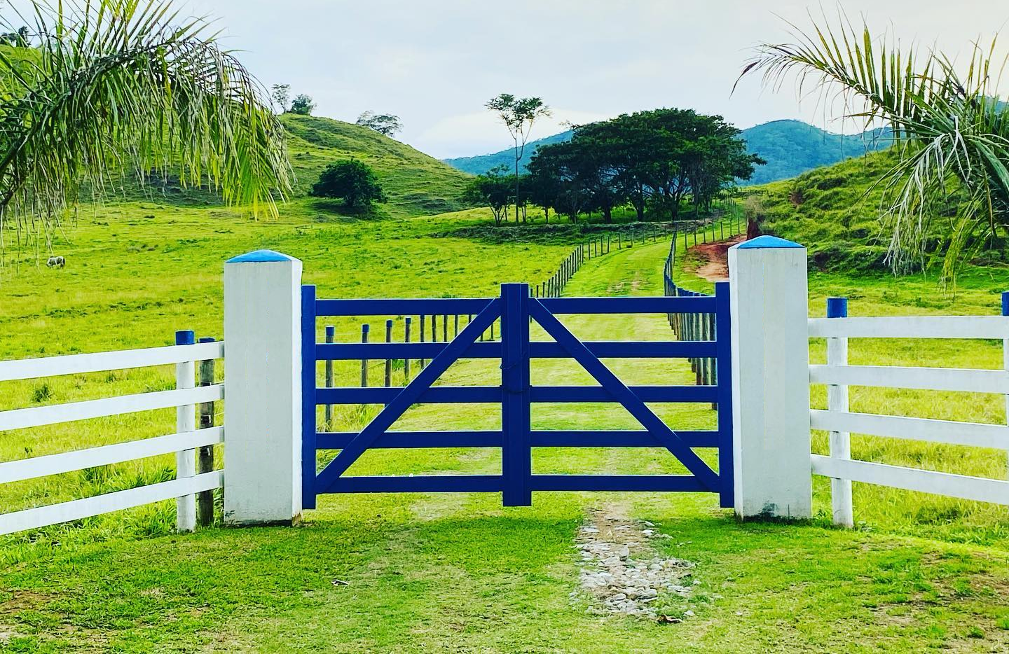 entrada de sitio - padrao com porteira e coqueiros