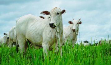 gado nelore no mato grosso
