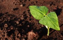 planta