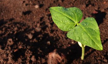 planta