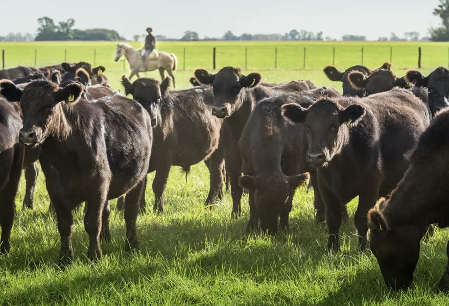 pcuaria a pasto na argentina - gado angus