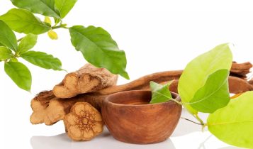 Projeto investiga o genoma de plantas usadas na preparação do chá ayahuasca